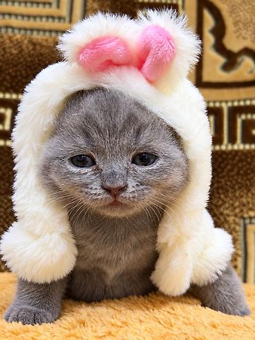 сколько стоит вислоухие котята: 🐾 Шотландские котята ищут любящих хозяев! 🐾 Малышам сейчас всего 4 — 9