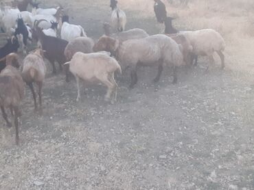 Inəklər, öküzlər: Dişi, il: 7, Ətlik, Ünvandan götürmə