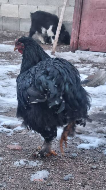 Птицы: Мраморный Кохин — 13