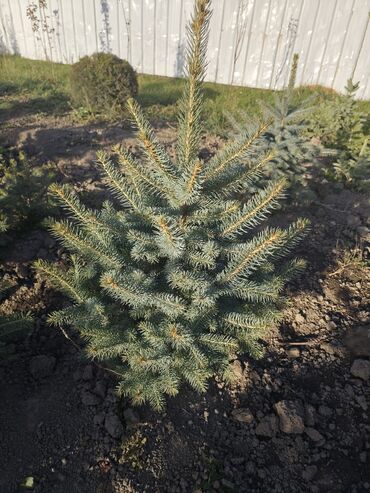 Декоративные деревья: Саженцы деревьев: Ели — 18