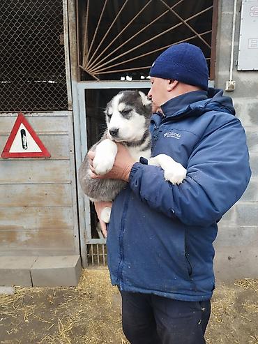 Продажа собак: Шикарные Щенки САО . Среднеазиатской Овчарки ХОРОШИХ БОЙЦОВСКИХ — 9