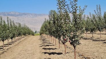 бак кыйабыз: Бак бутайбыз баардык туру