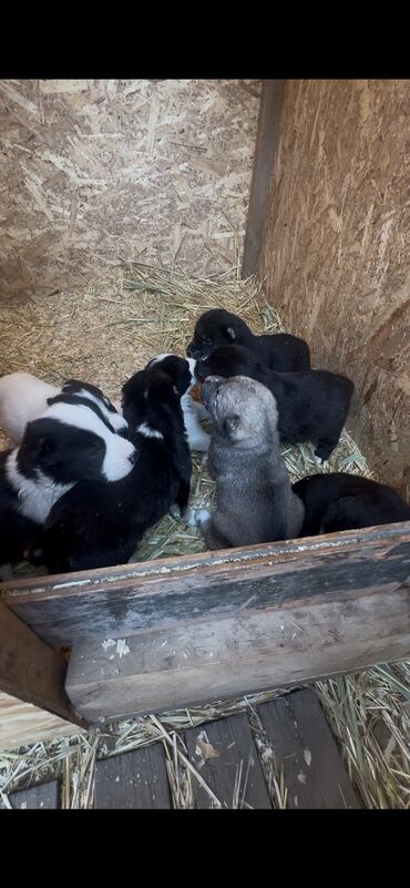 Продажа собак: Алабай, 2 месяца, Самка, С прививкой, С родословной — 3
