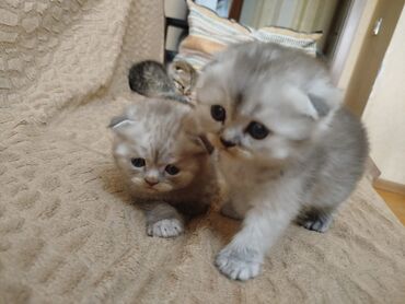 Pişiklər: Şotland yastı qulaq, Erkək, Dişi, Yaxşı əllərə, Ünvandan götürmə, Pulsuz çatdırılma, Ödənişli çatdırılma — 162