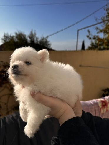 İtlər: Şpitz — 4