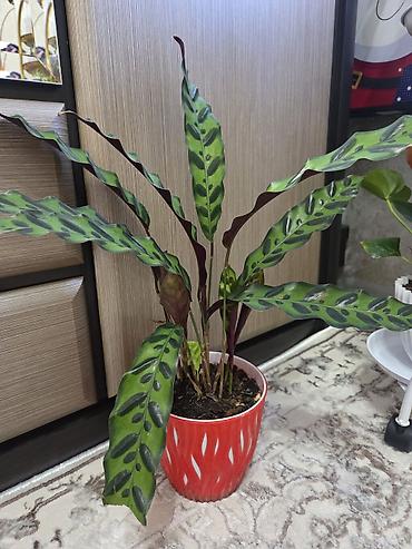 Антуриумы: Антуриум Андре (Anthurium andreanum) в декоративном кашпо. - — 29