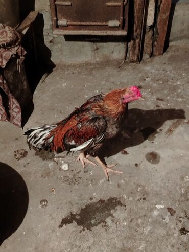 шиншилла котенок купить: Петух, Heyrati, лет: <1, Самовывоз