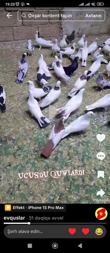 geref qus: Uçuşçu qövlar – müxtəlif rənglərdə və naxışlarda ev göyərçinləri -