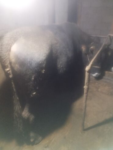 дом животных: Сатам | Бука (эркек) | Көбөйтүү үчүн