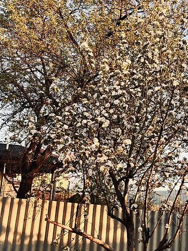 Продажа коттеджей и домов: 5 и более комнат, 108 м², 6 соток, Шалта, Собственник — 19