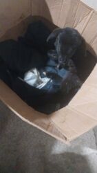 cins ineklerin satisi 2019: Yetim quzudu anasi ölüb qoyun tutursan əmir.70 m