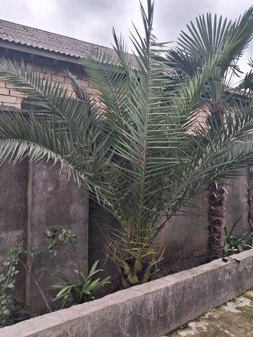 Qida məhsulları: Məhsul: Xurma palması (Phoenix dactylifera) fidanları Təsvir: -