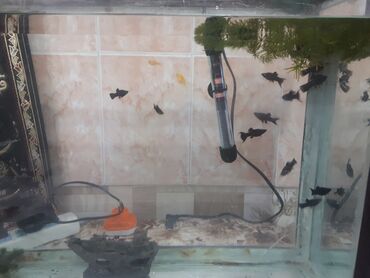 аквариумная рыба: Маллинезии чёрная 20 шт.8 самец,12 самок(крупные готовые к