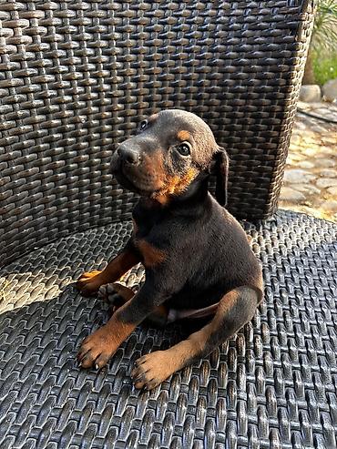qusar heyvan satisi: Doberman, 2 ay, Erkək — 3