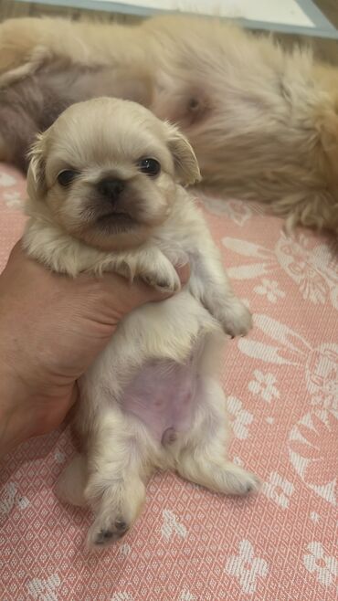 İtlər: Pekines, 1 ay, Dişi, Ünvandan götürmə