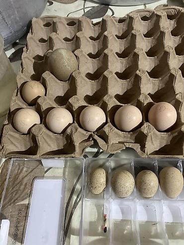 Фазан: Продаю инкубационное яйцо декаративных фазанов Серебрянного фазана — 2