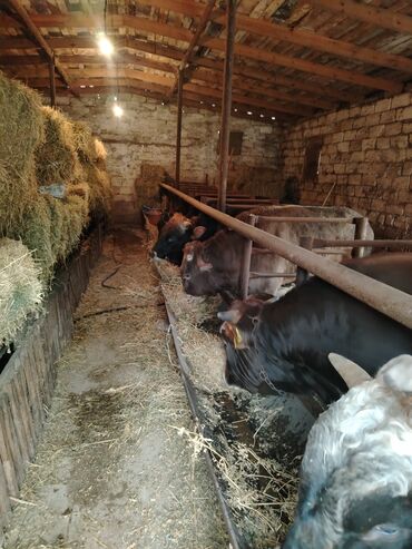 Inəklər, öküzlər: 6 baş dana satilir — 1