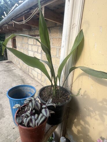 Otaq bitkiləri: Her nov guler var endirimnen verecem Gencedi istiyen yazsin satiş -da lalafo.az — 7 Otaq bitkiləri: Her nov guler var endirimnen verecem Gencedi istiyen yazsin satiş — 7