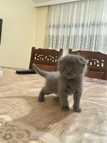 Шотладская вислоухая, Самец, В добрые руки, Самовывоз