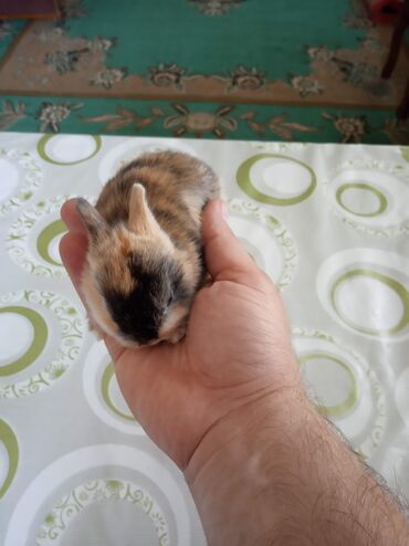 Dovşanlar: 🟠 Ev dovşanı balalarına super endirim kampaniyası. müvəqqəti olaraq 50 — 7