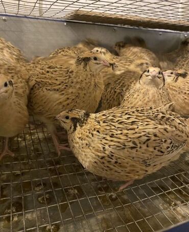 птица голуби: Продам домашних перепелок 8 штук все куры
