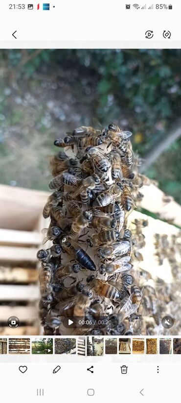 Arılar: Salam.Karnika və yerli cins Qafqaz ana arıların satışı bizdə.Ana