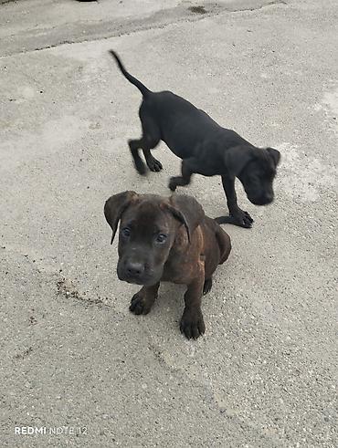 pitbull balaları: 2 ay, Peyvəndli — 4