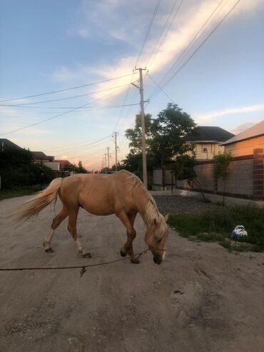 чистокровная арабская лошадь: Продаю | Конь (самец) | Рабочий