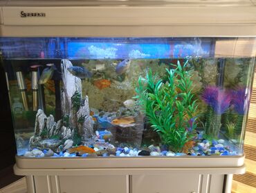 Akvariumlar: Akvarium-şkaf, Balıqlarla birlikdə, 120 l, Ünvandan götürmə
