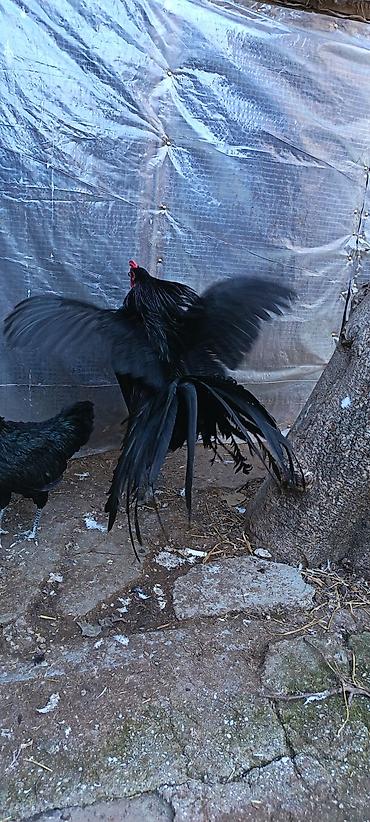 ev quslarinin satisi: Məhsul: Sumatra tək xoruz qoşa mahmız, istəyən goruntulu yıgıb baxa — 4