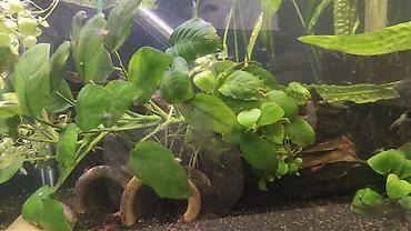 akvarium filteri: Balıqlarla birlikdə, 110 l, Ünvandan götürmə — 2