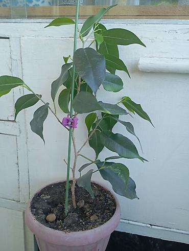 фикус бенжамин: Фикус Бенджамина вариегатный (Ficus benjamina, пестролистная форма) в — 5
