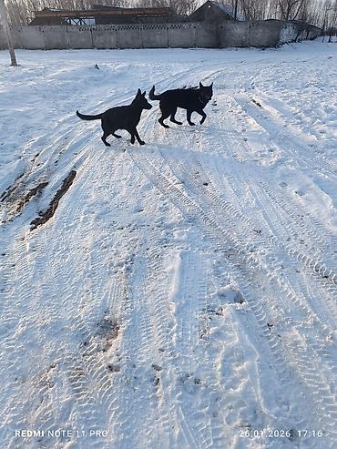 Продажа собак: Черные собаки среднего размера (2 особи). Крепкое телосложение — 2