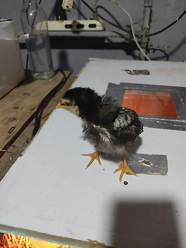 Xoruzlar: Australorp Xarkaov cucelerin
Sifarişi — 1