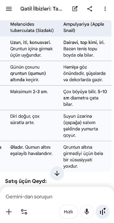 yosun satışı: Akvarium üçün Melanoides tuberculata (Malay boru ilbizləri) - — 4