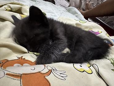 котята коротколапые: Котята, домашнее выращивание. - Окрас: два короткошёрстных тигровых — 5
