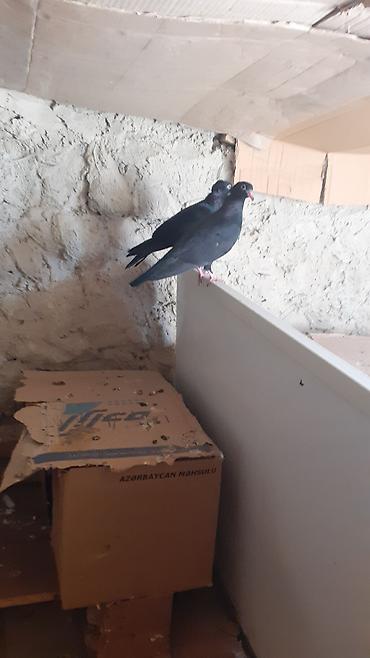 Heyvanlar: Bir cut rasiya sortu qara kekilli aq dimdik balalar satilir.qiymeti 30 — 3