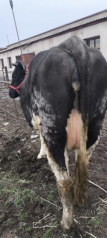 Коровы, быки: Продаю | Тёлка — 6