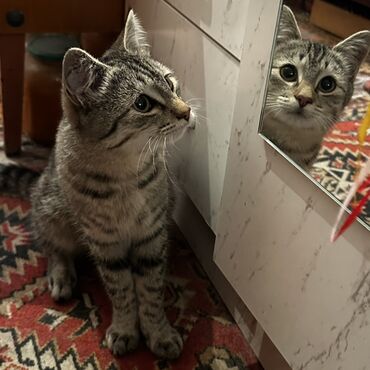 возьму кошку в добрые руки: Нашли котенка в районе Политех. Ищем хозяев. Если не сможем найти