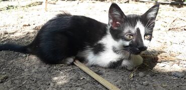 Mačke: Male mace NA POKLON! Idealna prilika za sve koji žele kućnog — 26