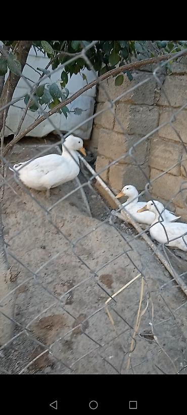 korella quşu acıq sarı 45 azn: Sesdi ördey 3 ü 40 m — 2