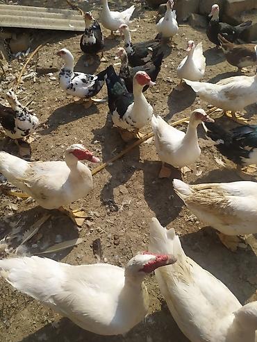 Утки: Moskovi ördəkləri (indoutka) – ağ, qara-ağ və qarışıq rənglərdə sürü — 3