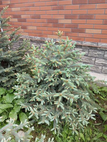 Digər bitkilər: Hərkəsə salam😀 Quba ərazisində krimlovski şam ağaclarının topdan və — 15