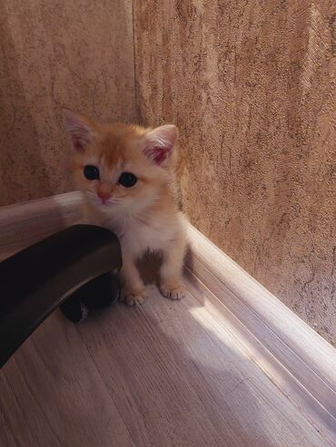 Pişiklər: Qızıl şinşilla, Erkək, Dişi, Yaxşı əllərə, Ünvandan götürmə -da lalafo.az — 10 Pişiklər: Qızıl şinşilla, Erkək, Dişi, Yaxşı əllərə, Ünvandan götürmə — 10