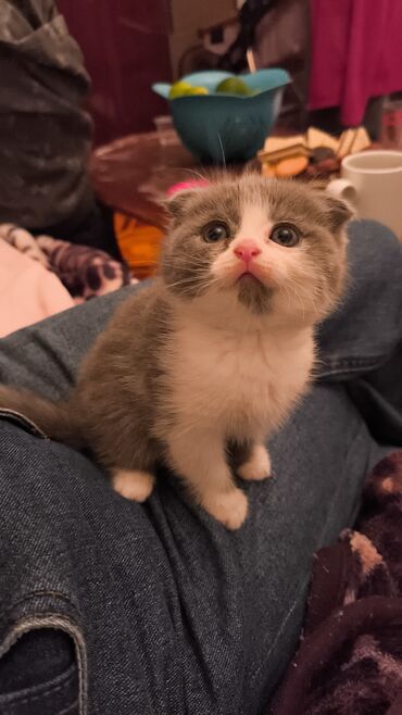 шотландские вислоухие коты: Шотладская вислоухая, В добрые руки