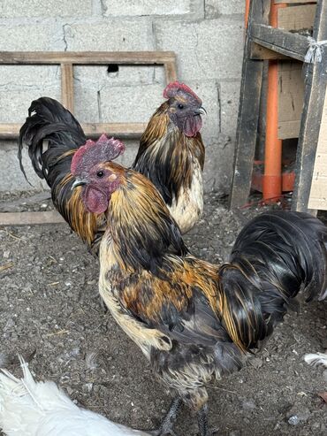 попугаи в бишкеке: Продам петухов породы Лакеданзи (черное мясо) по 1700 сом