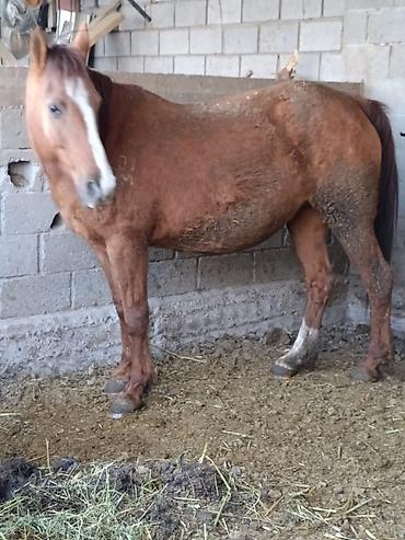 Лошади, кони: Продаю | Кобыла (самка) | Для разведения — 17