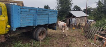 Inəklər, öküzlər: Dişi, il: 2, 250 kq, Südlük — 4