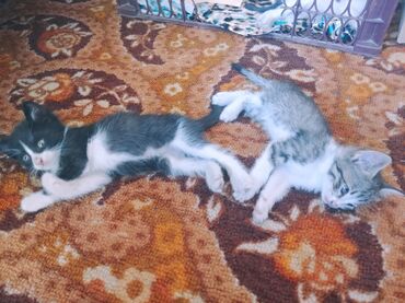 бенгальский кот домашний: Породасыз, 2 айлык, Ургаачы, Биколор, Лотокко барууга үйрөтүлгөн