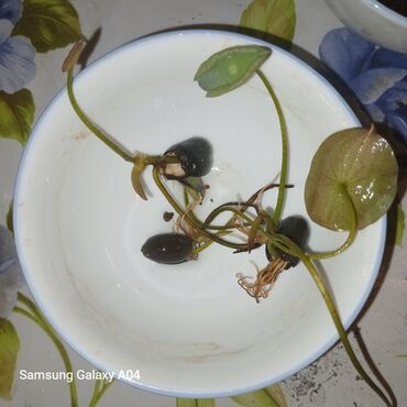 Садовые цветы и кустарники: Семена цветка: Самовывоз, Платная доставка — 6